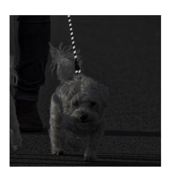 Reflective Dog Collar and Leash Set, Adjustable Collar and 5 FEET Dog Leash - Picture 5 of 8